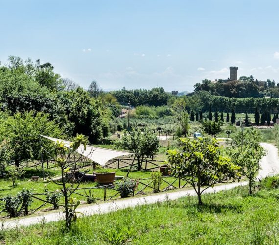 Rosmarino
